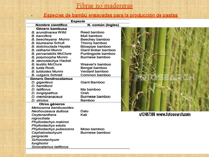 Fibras no madereras - Especies de bambú ensayadas para la producción de pastas 