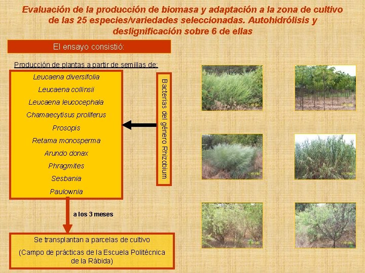 Evaluación de la producción de biomasa y adaptación a la zona de cultivo de