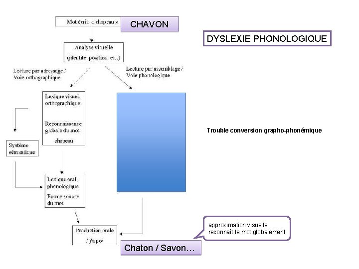 CHAVON DYSLEXIE PHONOLOGIQUE Trouble conversion grapho-phonémique approximation visuelle reconnaît le mot globalement Chaton /