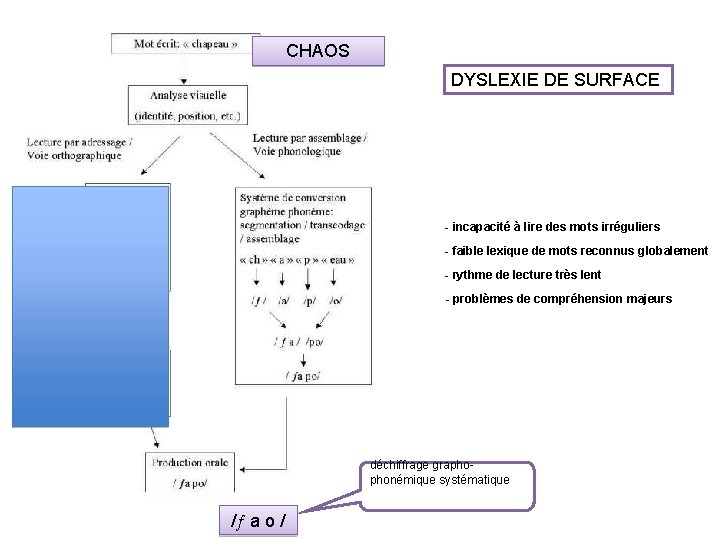 CHAOS DYSLEXIE DE SURFACE - incapacité à lire des mots irréguliers - faible lexique