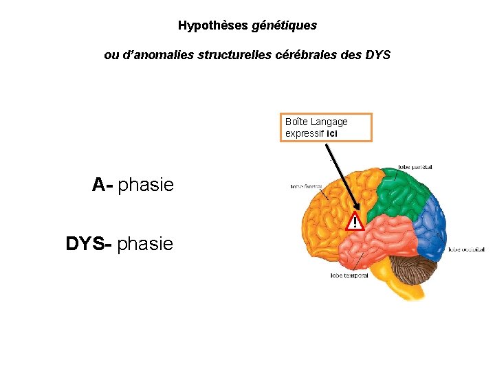 Hypothèses génétiques ou d’anomalies structurelles cérébrales des DYS Boîte Langage expressif ici A- phasie