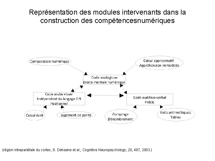 Représentation des modules intervenants dans la construction des compétencesnumériques (région intrapariétale du cortex, S.