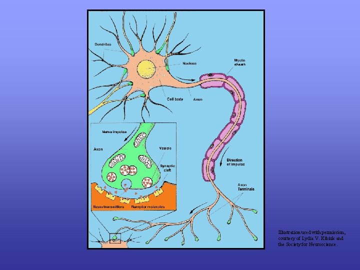 Illustration used with permission, courtesy of Lydia V. Kibiuk and the Society for Neuroscience.