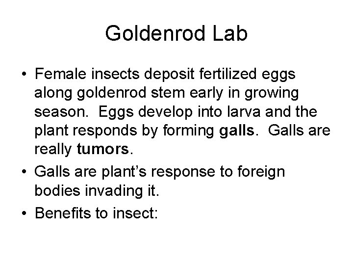 Goldenrod Lab • Female insects deposit fertilized eggs along goldenrod stem early in growing