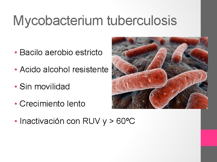 Mycobacterium tuberculosis • Bacilo aerobio estricto • Acido alcohol resistente • Sin movilidad •
