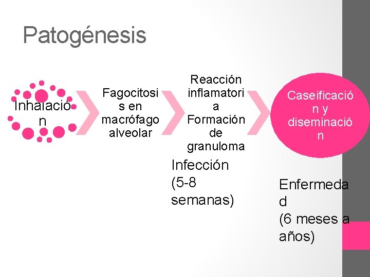 Patogénesis Inhalació n Fagocitosi s en macrófago alveolar Reacción inflamatori a Formación de granuloma