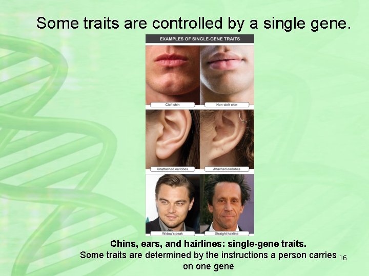 Some traits are controlled by a single gene. Chins, ears, and hairlines: single-gene traits.