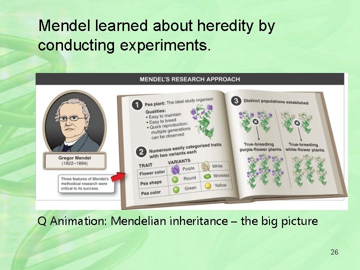 Mendel learned about heredity by conducting experiments. Q Animation: Mendelian inheritance – the big