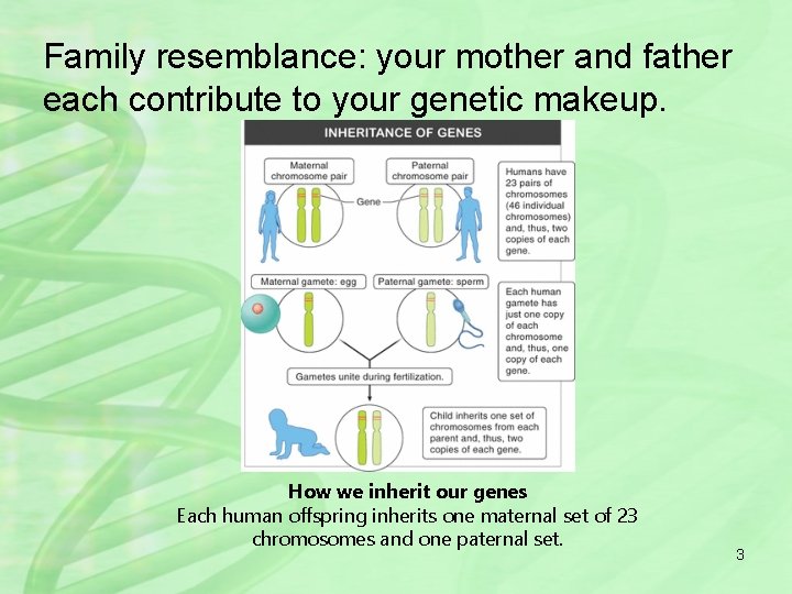 Family resemblance: your mother and father each contribute to your genetic makeup. How we