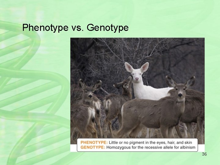Phenotype vs. Genotype 36 