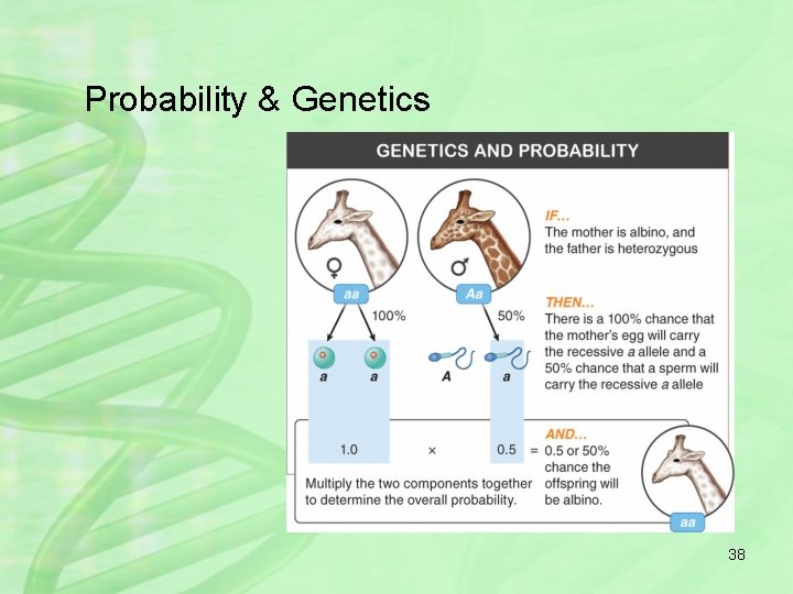 Probability & Genetics 38 