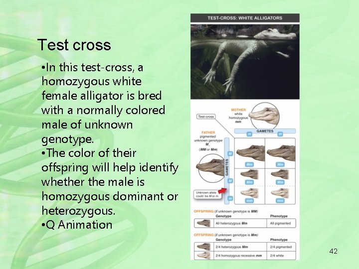 Test cross • In this test-cross, a homozygous white female alligator is bred with