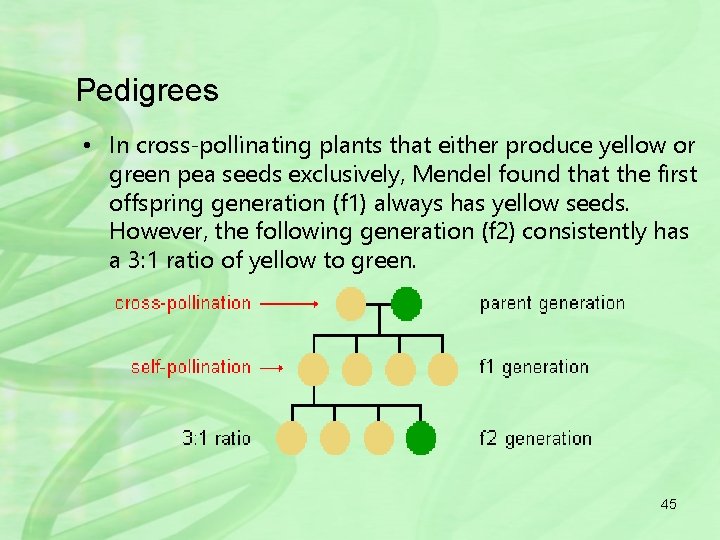 Pedigrees • In cross-pollinating plants that either produce yellow or green pea seeds exclusively,