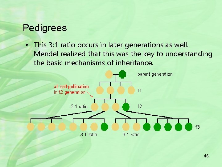 Pedigrees • This 3: 1 ratio occurs in later generations as well. Mendel realized