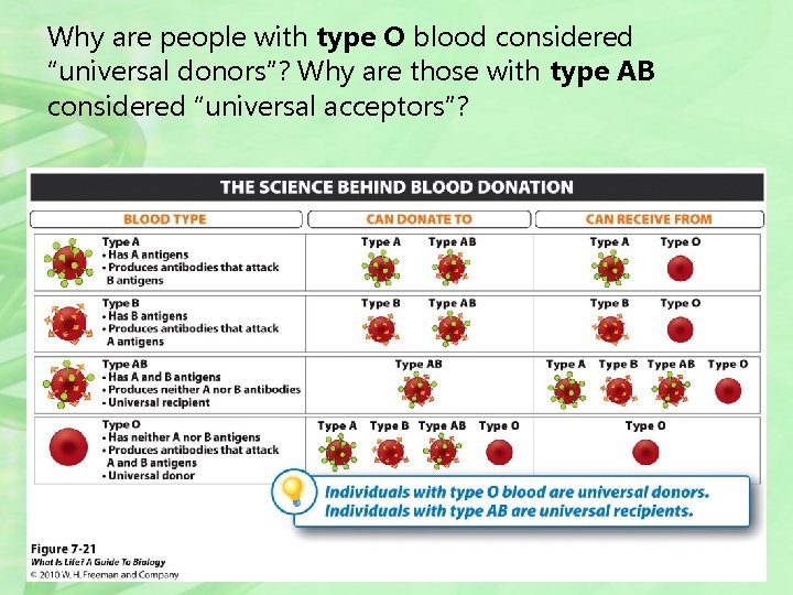 Why are people with type O blood considered “universal donors”? Why are those with