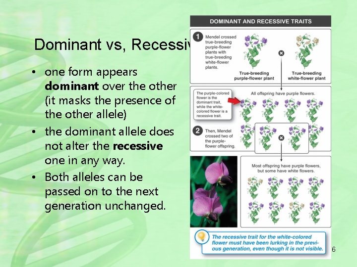 Dominant vs, Recessive • one form appears dominant over the other (it masks the