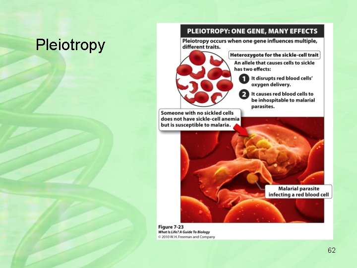 Pleiotropy 62 