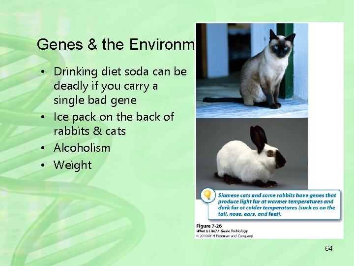 Genes & the Environment • Drinking diet soda can be deadly if you carry