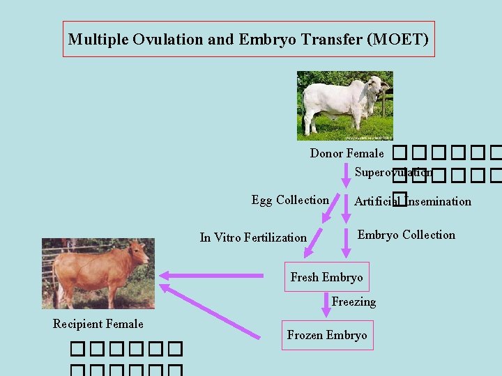 Multiple Ovulation and Embryo Transfer (MOET) Donor Female ������ Superovulation ������ Egg Collection Artificial