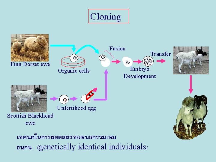 Cloning Fusion Finn Dorset ewe Organic cells Transfer Embryo Development Unfertilized egg Scottish Blackhead