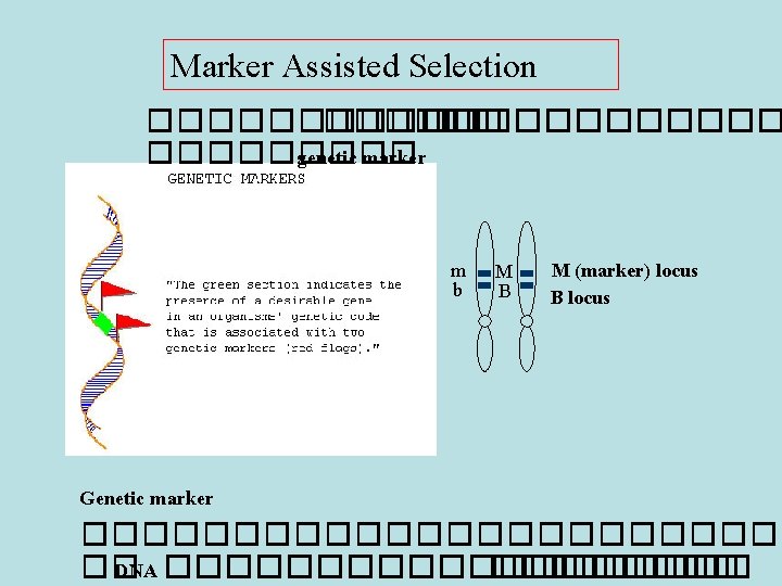 Marker Assisted Selection ������������ genetic marker m b M B M (marker) locus B