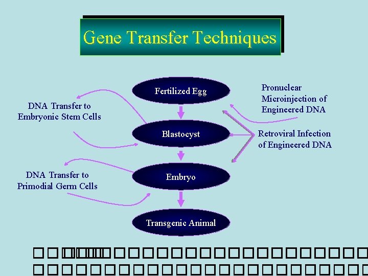 Gene Transfer Techniques Fertilized Egg Pronuclear Microinjection of Engineered DNA Blastocyst Retroviral Infection of