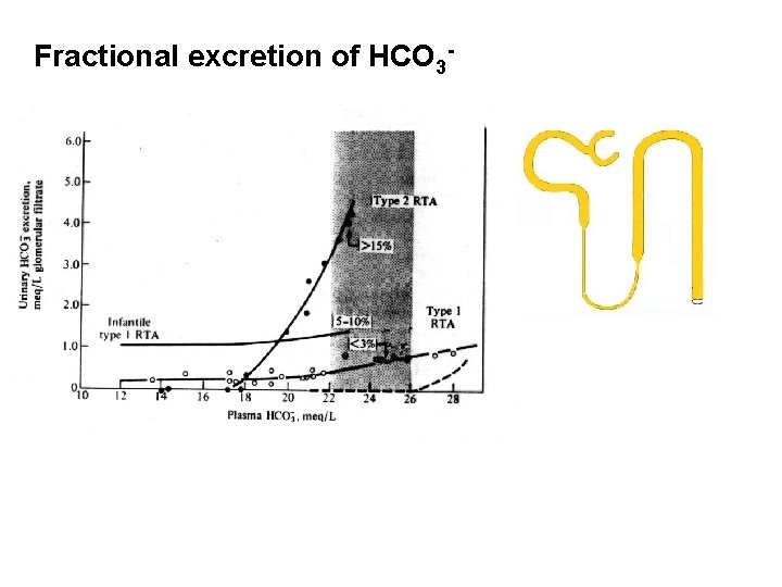 Fractional excretion of HCO 3 - 