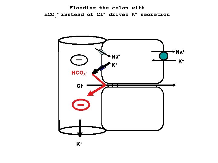 HCO 3 - Flooding the colon with instead of Cl- drives K+ secretion Na+
