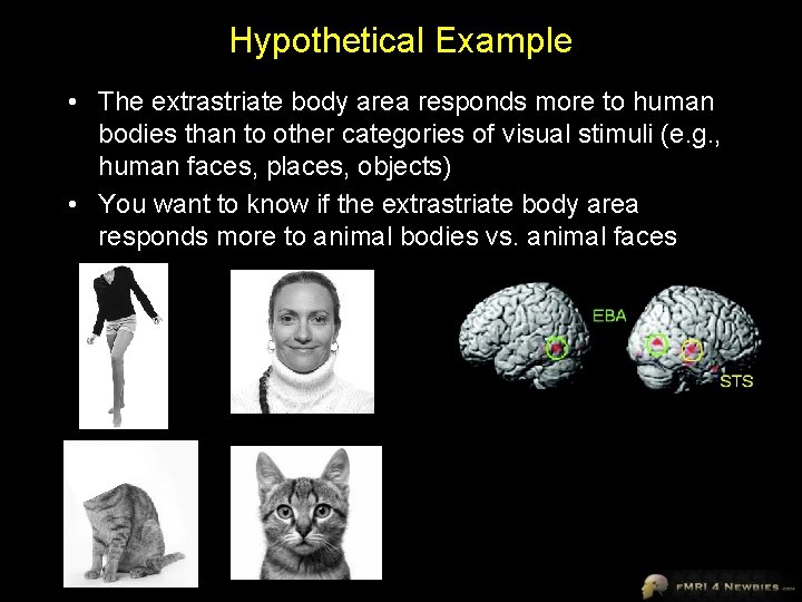 Hypothetical Example • The extrastriate body area responds more to human bodies than to