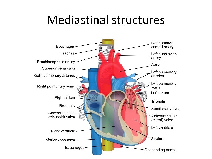 Mediastinal structures 