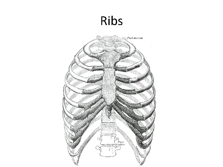 Ribs 