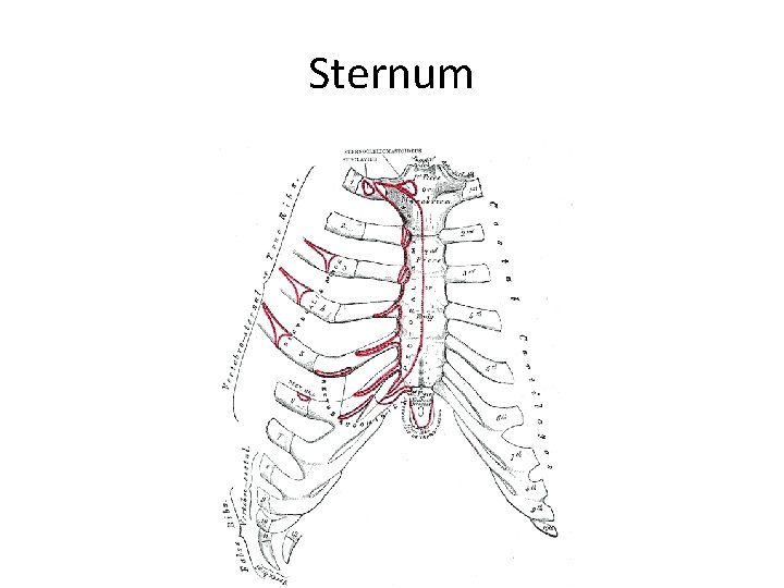 Sternum 