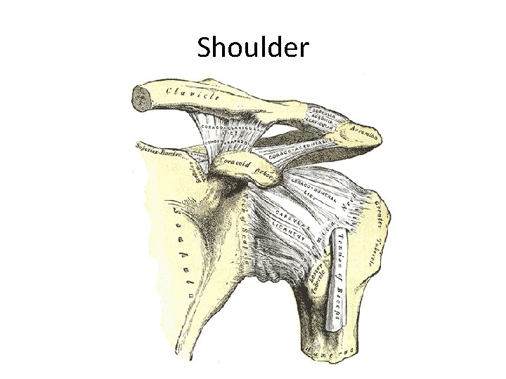 Shoulder 