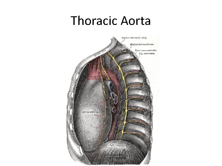 Thoracic Aorta 