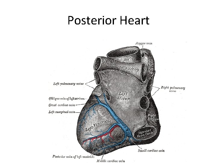 Posterior Heart 