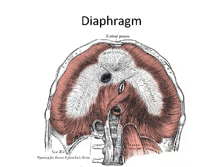 Diaphragm 