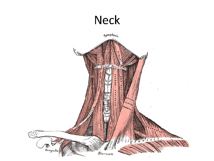 Neck 