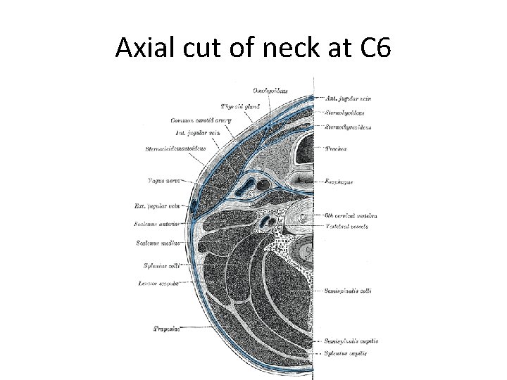 Axial cut of neck at C 6 