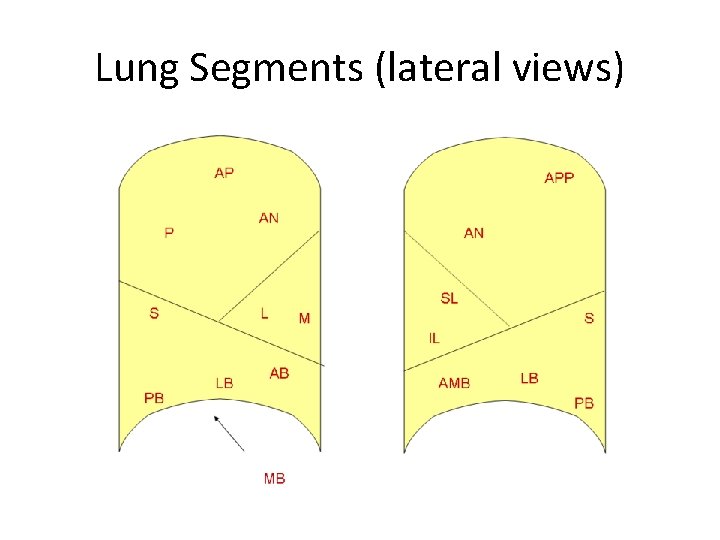 Lung Segments (lateral views) 