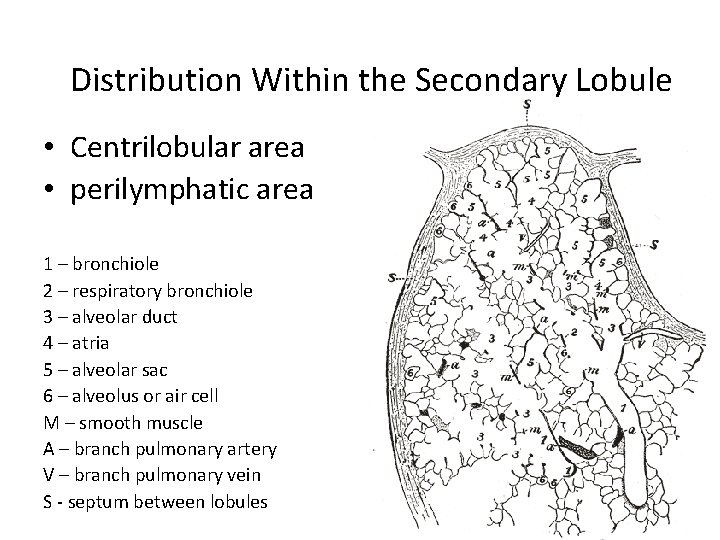 Distribution Within the Secondary Lobule • Centrilobular area • perilymphatic area 1 – bronchiole