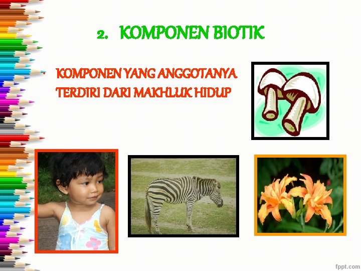 2. KOMPONEN BIOTIK • KOMPONEN YANG ANGGOTANYA TERDIRI DARI MAKHLUK HIDUP 