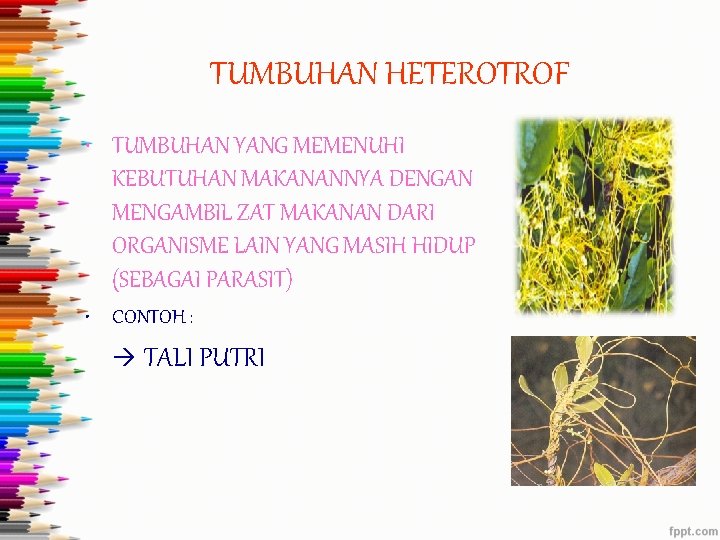 TUMBUHAN HETEROTROF • TUMBUHAN YANG MEMENUHI KEBUTUHAN MAKANANNYA DENGAN MENGAMBIL ZAT MAKANAN DARI ORGANISME