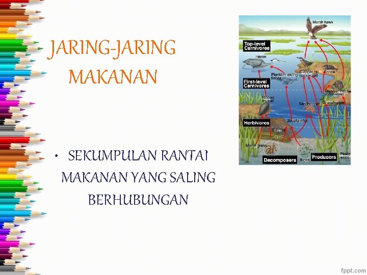 JARING-JARING MAKANAN • SEKUMPULAN RANTAI MAKANAN YANG SALING BERHUBUNGAN 
