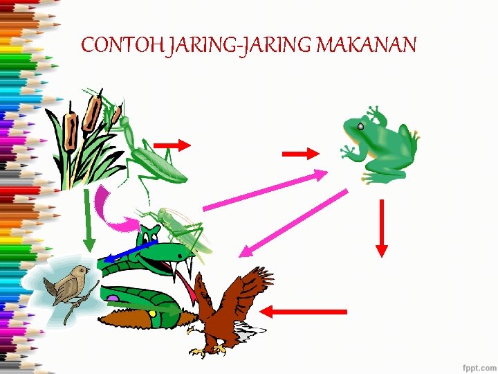 CONTOH JARING-JARING MAKANAN 