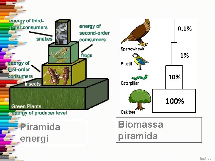 0. 1% 1% 100% Piramida energi Biomassa piramida 