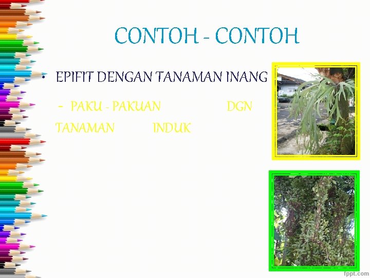 CONTOH - CONTOH • EPIFIT DENGAN TANAMAN INANG - PAKUAN TANAMAN INDUK DGN 