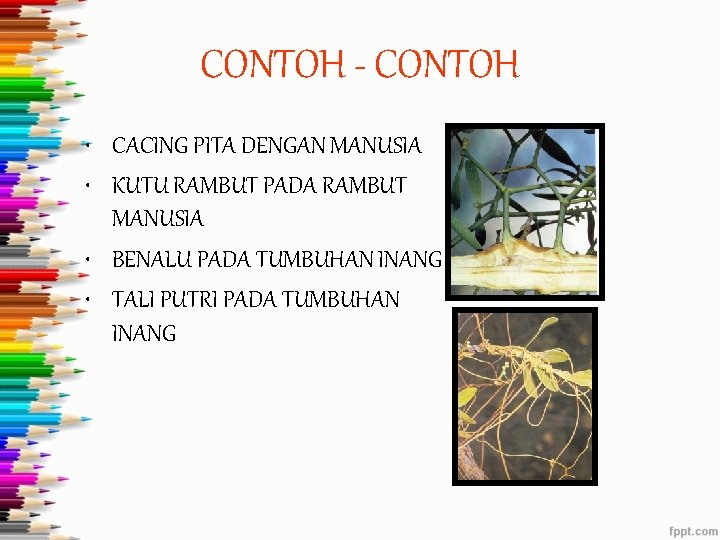 CONTOH - CONTOH • CACING PITA DENGAN MANUSIA • KUTU RAMBUT PADA RAMBUT MANUSIA