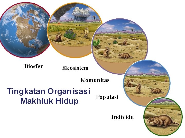Biosfer Ekosistem Komunitas Tingkatan Organisasi Makhluk Hidup Populasi Individu 