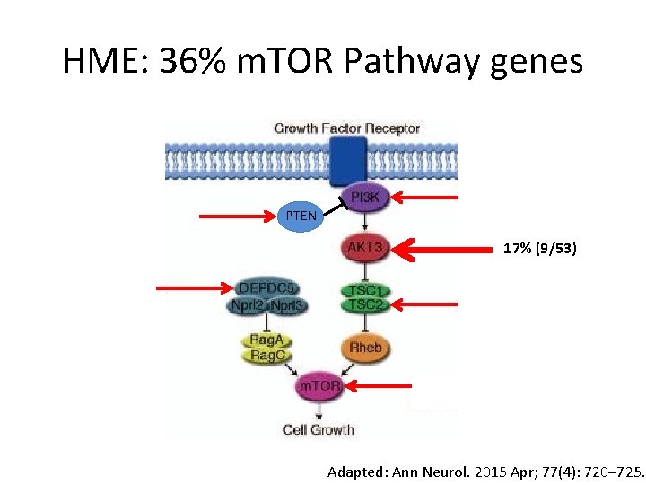 HME: 36% m. TOR Pathway genes PTEN 17% (9/53) Adapted: Ann Neurol. 2015 Apr;