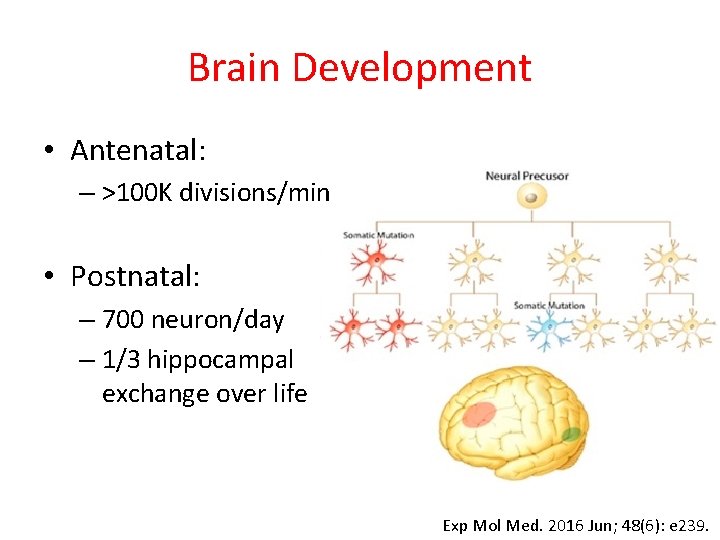 Brain Development • Antenatal: – >100 K divisions/min • Postnatal: – 700 neuron/day –